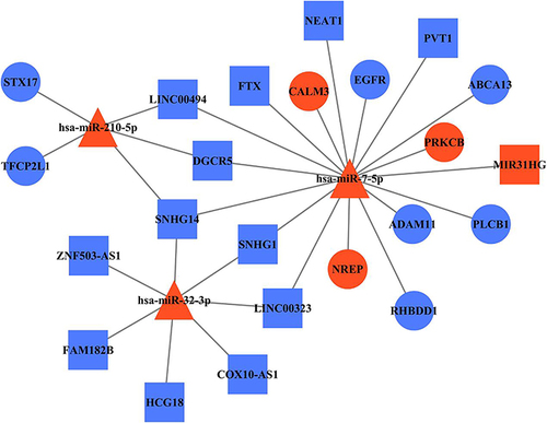 Figure 6 LncRNA-miRNA-mRNA network reveals the association among DE RNAs. Square, triangle, and cycle represent the DE lncRNAs, DE miRNAs, and DE mRNAs, respectively. The red color denotes upregulated gene and the blue color denotes downregulated gene. The black edges indicated the regulatory relationships between DE genes.