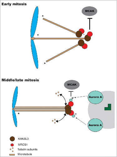 Figure 1. Model for MCRS1 function. At early mitosis MCRS1 (top) interacts with KANSL3 at minus end of microtubules nucleated from chromosomes. This localization at minus ends prevents microtubule depolimeryzation by the action of MCAK and other depolymerases. At later stages in mitosis (bottom), the minus ends of K-fibers are closer to the poles and MCRS1 becomes phosphorylated by Aurora A kinase. This phosphorylation affects MCRS1 activity but not its localization.
