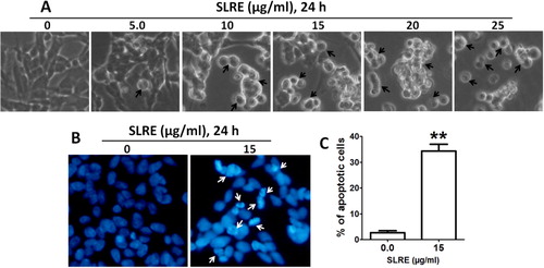 Figure 2. Morphological examination of SH-SY5Y cells treated with SLRE. (A) Cells were grown in 24-well culture dishes to near confluence (80%) and then treated with 0–25 μg/ml of SLRE for 24 h, after which morphology was observed by Bright-Field Microscopy. Arrows indicate cells with apoptotic morphology. (B) Apoptotic nuclear morphology was visualized by DAPI staining (arrow shows fragmented DNA). (C) The percentages of DAPI-stained cells were counted in three independent random areas. Results are means ± SE, and representatives of three independent experiments are shown (n = 3, **p < 0.01).