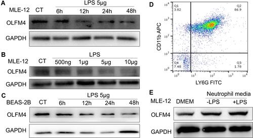 Figure 6 OLFM4 expression in lung epithelial cells was induced by neutrophil media. (A) MLE-12 cells were incubated with LPS (5 µg/mL) for 6, 12, 24, and 48 h, and the expression level of OLFM4 was detected by Western blot. (B) MLE-12 cells were incubated with different doses of LPS (500 ng/mL, 1 µg/mL, 5 µg/mL, 10 µg/mL) for 24 h, and OLFM4 expression was measured by Western blot. (C) BEAS-2B cells were incubated with LPS (5 µg/mL) for 6, 12, 24, or 48 h, and OLFM4 expression was measured by Western blot. (D) Murine BMDNs were purified and the purity was assessed by flow cytometry. (E) BMDNs were stimulated with or without LPS for 4h, and BMDN media was collected. MLE-12 cells were treated with BMDN media or DMEM and OLFM4 expression was measured by Western blot.