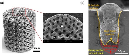 Figure 1. (a) As-printed graded triply periodic minimal surface (TPMS) scaffolds by selective laser melting (SLM) [Citation10]. (b) The EOPD phenomenon was observed in the experiment (P = 340 W, V = 1.06 m/s).