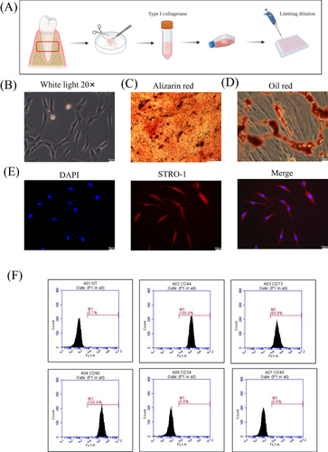 Figure 1 Characterization of PDLSCs. (A) Schematic representation of PDLSCs culture. (B) Morphology of PDLSCs. Scale bar: 10 μm. (C) Alizarin red staining was used to show mineralized bone matrix formation after two weeks of osteogenesis induction. Scale bar: 100 μm. (D) Oil red staining was used to show lipid droplet formation after two weeks of lipid induction. Scale bar: 10 μm. (E) Immunofluorescence staining showed that the specific antigen STRO-1 was expressed on PDLSCs. Blue represents the nucleus stained with DAPI and red represents the cytoplasm stained with the STRO-1 antibody. Scale bar: 10 μm. (F) PDLSCs markers were detected by flow cytometry, positive expression of CD44, CD73, CD90 and negative expression of CD34 and CD45.