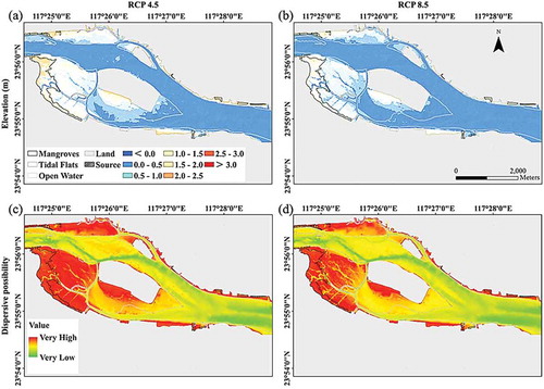 Figure 6. Prediction of sediment elevation in 2100 under the mean sea-level rise of (a) the IPCC RCP 4.5 and (b) RCP 8.5 scenarios and the potential S. apetala seedling dispersal under (c) the RCP 4.5 and (d) RCP 8.5 scenarios in Zhangjiang Estuary.