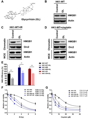 Figure 5 Glycyrrhizin inhibits DNA-binding of HMGB1 and sensitizes NPC cells to IR and cisplatin. (A) Chemical structure of Glycyrrhizin (GL). (B) Western blotting of HMGB1 expression in HK1-WT cells treated with GL. Concentration of GL, 1 µM. (C) Western blotting of chromatin-bound HMGB1 in HK1-WT cells treated with IR followed by GL. Concentration of GL, 1 µM. Dose of IR, 2 Gy. (D) Western blotting of chromatin-bound HMGB1 in HK1-WT cells treated with cisplatin followed by GL. Concentration of GL, 1 µM. Concentration of cisplatin, 5 µM. (E) Quantification of GFP events generated by NHEJ in HK1-WT, HK1-KO1, and HK1-KO2 cell lines. The GFP events were normalized to that in HK1-WT cell line. Each result represents 3 independent experiments. Data are represented as mean ± SD. Concentration of GL, 1 µM. **, P<0.01. *** P<0.001. (F) Cell survival of HK1-WT and HK1-IRR cells treated with GL followed by IR. Cisplatin concentrations are 0 µM, 5 µM, 10 µM, 20 µM, and 40 µM. Concentration of GL, 1 µM. Each result represents 3 independent experiments. Data are represented as mean ± SD. (G) Cell survival of HK1-WT and HK1-CR cells treated with GL followed by cisplatin. Doses of IR, 0 Gy, 1 Gy, 2 Gy, 4 Gy, and 8 Gy. Concentration of GL, 1 µM. Each result represents 3 independent experiments. Data are represented as mean ± SD.