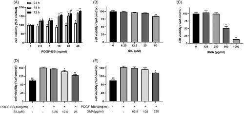 Figure 2. Effects of PDGF-BB, SIL and XMA on proliferation of PASMCs. (A) Effects of PDGF-BB on proliferation of PASMCs with different concentrations and different times were assessed by CCK8 assay. (B, C) The cytotoxicity of SIL and XMA on cells with different concentrations for 48 h. (D, E) Effects of SIL and XMA on proliferation of 40 ng/mL PDGF-BB induced PASMCs. Data are presented as the mean ± SEM. (n = 3). *p < 0.05, **p < 0.01 vs. control. #p < 0.05, ##p < 0.01 vs. PDGF-BB group.