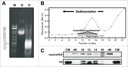 Figure 6. MacroH2A-nucleosomes in the mussel Mytilus. A) Native 4% (w/v) PAGE of the SI chromatin fraction obtained from M. californianus hepatopancreas. N, nucleosome; D, DNA; M, CfoI-digested pBR322 plasmid DNA used as marker. B) Sucrose gradient fractionation of the SI fraction obtained from M. californianus hepatopancreas. The shaded triangle corresponds to the position of the nucleosomes containing macroH2A. C) Western blot analysis of the gradient fractions 10–16 using the invertebrate-specific anti-macroH2A antibody (M12) developed in the present work and anti-H4 antibody. Mussel recombinant macroH2A (rM) was used as positive control. CM, chicken erythrocyte histones used as marker.