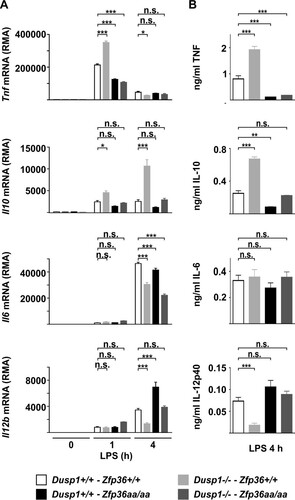 FIG 3 Regulation of inflammatory mediators by DUSP1 and TTP. Wild-type, Dusp1−/−, Zfp36aa/aa, and Dusp1−/−-Zfp36aa/aa M-BMMs were stimulated with 10 ng/ml LPS for 1 h or 4 h. Expression levels of selected mRNAs were determined by microarray analysis (A), and the levels of the corresponding proteins were measured by an ELISA or a multiplex bead assay (B). Graphs represent means ± standard errors of the means of data from 3 independent M-BMM cultures. n.s., not statistically significant; *, P < 0.05; **, P < 0.01; ***, P < 0.005 (by one-way ANOVA). The microarray experiment used to generate the data in panel A was previously described (Citation52).