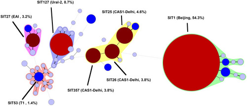 Figure 1 Minimum spanning tree generated with spoligotypes of Mycobacterium tuberculosis.