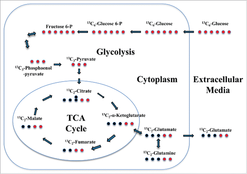 Figure 1. Schematic representation of Glucose-dependent Glutamate Flux in macrophages. The red circles indicate the position of stable isotope 13C label in 13C6-Glucose and the subsequent intermediate metabolites during glutamate synthesis during activation of the glycolytic and TCA cycle in macrophages. Bold arrows in tandem mean several intermediate process before next metabolite.