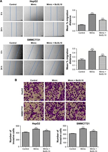 Figure 7 Overexpression of Bcl2L10 partially reversed the function of miR-18a on HCC cell migration and invasion in vitro.