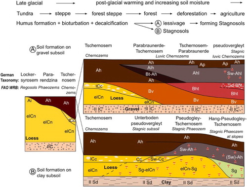 Figure 2. Soil formation on loess sediments (modified after CitationKuntze et al., 1995).