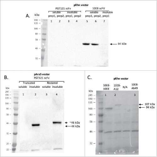 Figure 4. SDS PAGE gels showing expression of 10E8 and PGT121 constructs. (A) Initial attempts to isolate scFv proteins from bacteria carrying the PGT121 and 10E8 geneblocks in a pRhn vector. ScFvs were eluted from columns during purification and the soluable fraction from two separate PGT121 preperations were run in lanes 1and 2 (expected size 44kDa), and the insoluble fractions from these respective preprations were run in lanes 3 and 4. Lane 5 and 6 shows the soluble fractions of two scaffolded 10E8 scFv preperations (expected size 54kDa); and column 7 shows insoluble the insolubale fraction of a scaffolded 10E8 scFv prepration. (B) PGT121 expression sequence geneblocks were moved into a new pAra5 vector and attempts to isolate PGT121 scFv were undertaken. Column 1 shows the soluble fraction of the initial truncated PGT121 scFv preperation (expected size 44kDa), 2 the insoluble fraction of a truncated PGT121 scFv preperation, 3 shows the soluble fraction of a restored PGT121 scFv preperation (expected size ∼46kDa), and 4 shows the insoluble fraction of a restored PGT121 scFv preperation. (C) Expression of the 10E8-A12 construct (lane 2, expected size 94kDa), the 10E8-10E8 construct (Lane 3, expected size 107kDa) and the 10E8-Ab49 construct (Lane 3, expected size 106.6kDa). Arrows indicate the relevant bands and their expected sizes. The far left column of all gels indicates the molecular weight marker used with its ladder band sizes given in kDa.