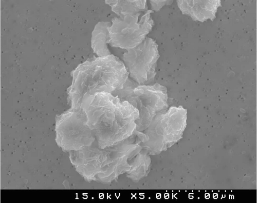 FIG. 5  Quartz isolate recovered from rat lung after 90 days by low-temperature plasma ashing (5000×).