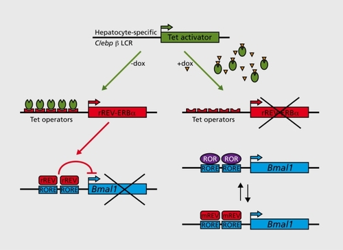 Figure 2. A mouse with conditionally active hepatocyte clocks. A transgenic mouse was generated in which the function of hepatocyte circadian oscillators requires the tetracycline derivative doxycycline (Dox). Hepatocyte-specific, Dox-dependent overexpression of REV-ERBα (rREV= rat REV-ERBα) was achieved by placing a rat REV-ERBa (rREV-ERBα) cDNA transgene under the control of seven tetracycline operators. In the liver of transgenic mice expressing the Tet activator from the hepatocyte-specific Clebpβ locus control region (LCR), rREV-ERBα transcription is constitutively high in the absence of the tetracycline analog Dox. This leads to a constitutive repression of Bmal1 transcription and thereby to an attenuation of circadian oscillator function, since BMAL1 is required for circadian rhythm generation. The addition of Dox to the food or drinking water abolishes the binding of Tet activators to their operators of the rREV-ERBα transgene promoter, and thereby provokes the reactivation of Bmail transcription. Under these conditions, the circadian regulation of Bmal1 transcription is accomplished by a rhythmic exchange of ROR activators and endogenous REV-ERB repressors (mREV= murine REV-ERBα), as in wild-type mice (see Figure 1). Hence, circadian hepatocyte oscillators are operative in the presence of Dox.