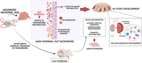 Figure 4. Proposed mechanism for AMA-related fetal programming and increased risk for brain disorders in offspring. AMA-associated gut dysbiosis and increased inflammation may drive abnormal immune activation in both the placenta and the fetal brain, specifically in microglial cells. Therefore, increased brain inflammation could alter neurodevelopment through multiple mechanisms, including epigenetic modifications in neuronal and glial cells. At birth, vertical transmission of a dysbiotic gut microbiome sustains this systemic neuroinflammation in the neonate, jeopardizing postnatal neurodevelopment and adult health. Created in Biorender.com.
