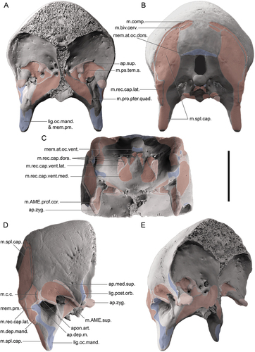 Figure 4. Soft-tissue attachment sites on the cranium of a dromornithid, illustrated using a digitally modified representation of Ilbandornis woodburnei (QMV 2000:gfv:20) due to the relative lack of deformation in this skull and the conservative nature of dromornithid skull morphology: A. Rostral aspect; B. Caudal aspect; C. Ventral aspect; D. Right lateral aspect; E. Oblique (rostrolateral) aspect. Abbreviations: ap.art., origin site of aponeurosis articularis; ap.dep.m., an aponeurotic site of origin of m. depressor mandibulae; ap.med.sup., origin site of aponeurosis mediosuperficialis; ap.sup., origin site of aponeurosis superficialis; ap.zyg., origin site of aponeurosis zygomatica (muscle fibres of m. AME profundus, pars zygomaticus, and m. AME profundus, pars superficialis, originate from the medial and lateral surfaces of this aponeurosis, respectively); lig.oc.mand., attachment area corresponding to the origin of ligamentum occipitomandibulare, continuous with that of membrana postmeatica; lig.post.orb., attachment area of origin of ligamentum postorbitale; m.AME.prof.cor., origin area of m. AME profundus, pars coronoideus; m.AME.sup., origin area of m. AME superficialis; m.biv.cerv., insertion area of m. biventer cervicis; m.c.c., origin area of m. cucullaris capitis; m.comp., insertion area of m. complexus; m.dep.mand., origin area of m. depressor mandibulae; m.pro.pter.quad., origin area of m. protractor pterygoidei et quadrati; m.ps.tem.s., origin area of m. pseudotemporalis superficialis; m.rec.cap.dors., insertion areas for slips of m. rectus capitis dorsalis; m.rec.cap.lat., insertion area of m. rectus capitis lateralis; m.rec.cap.vent.lat., area for aponeurosis of insertion of m. rectus capitis ventralis, pars lateralis; m.rec.cap.vent.med., insertion area of m. rectus capitis ventralis, pars medialis; m.spl.cap., insertion area of m. splenius capitis; mem.at.oc.dors., attachment area of membrana atlantooccipitalis dorsalis; mem.at.oc.vent., attachment area of membrana atlantooccipitalis ventralis; mem.pm., attachment site of membrana postmeatica, which incorporates and is not separatable with respect to the more ventromedial ligamentum occipitomandibulare. Scale bar: 50 mm. Illustrated attachment areas on the cranium are non-extensive estimates; only the sites corresponding to selected muscles, aponeuroses, membranes and ligaments are indicated.