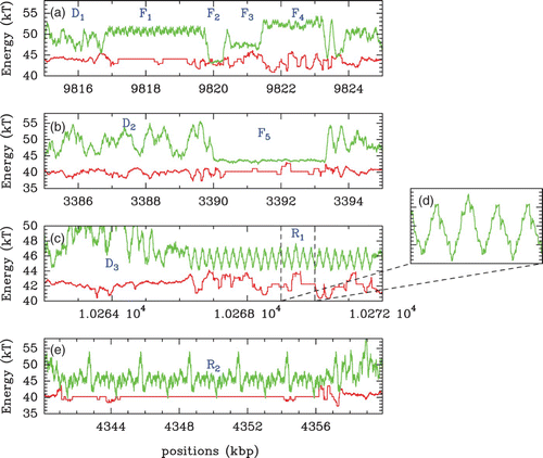 Figure 27. Energy landscape E(s) computed with the following parameter values: and l w =125 bp along 10 kbp fragments of the chromosome 1 of C. elegans (green). Disordered patterns (regions D 1, D 2 and D 3) are alternating with regular patterns, either quasi-flat (regions F 1, F 2, F 3, F 4 and F 5) or periodic with periodic stretches of barriers/wells (R 1 and R 2). In red are reported the experimental occupancy data δ Y(s) of Valouev et al. Citation(2008).