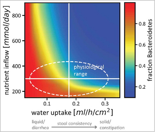 Figure 4. Nutrient intake and stool consistency are sufficient to explain microbiota variation in healthy humans. The relative abundance of Bacteroidetes (color code) in a simplified microbiota consisting of 2 phyla changes drastically even for small changes in nutrient uptake and epithelial water absorption (which is related to stool consistency in a linear way). The solid white lines denote standard estimates for healthy humans as used in our model, the area inside the dashed line is the variation in nutrient intake and stool consistency considered healthy. Colors from red (almost only Bacteroidetes) to blue (almost no Bacteroidetes) are included in that area, indicating that small physiological changes that will not affect the perceived health status of the host can have strong effects on microbiota composition. The strong dependence of stool consistency on B/F ratios recapitulates recent observations.Citation38,Citation39 Figure adapted from.Citation17