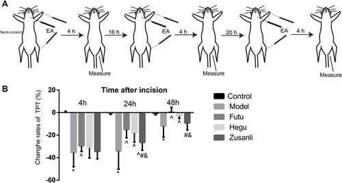 Figure 1 EA increases the thermal pain threshold (TPT) in rats with incisional neck pain. (A) Schematic diagram of experimental procedures of EA intervention and behavioral measurements: TPT was measured before neck-incision, and 4 h after EA intervention, this procedure was repeated 3 times within 3 days. (B) Percentages of TPT (basic value/values after modeling X 100%) 4, 24 and 48 h after modeling; (M±SD, n=16 in each group). EA of Futu (LI18), Hegu (LI14)-Neiguan (PC6) [rather than Zusanli (ST36)-Yanglingquan (GB34)] improved the thermal hyperalgesia. *P<0.05, vs the control group, ^P<0.05, vs the model group, #P<0.05, vs the EA LI18 group, &P<0.05, vs the EA LI4-PC6 group. The df was 4 between groups, and 75 within groups. The F-values were 56.43, 29.91, 14.87 at 4, 24 and 48h after incision, respectively.