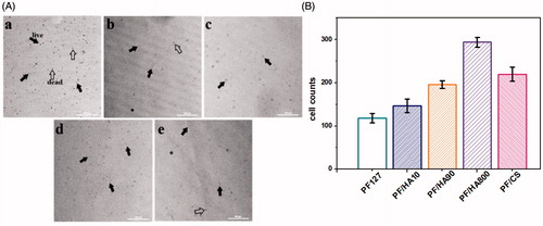 Figure 5. Microphotos (A) and cell counts (B) of MC3T3-E1 cells cultured on different PF/GAG hydrogels after 5 days. a: PF127 hydrogel; b: PF/HA10 hydrogel; c: PF/HA90 hydrogel; d: PF/HA800 hydrogel; e: PF/CS hydrogel. Black solid arrowhead indicates live cells; Black hollow arrowhead indicates dead cells.