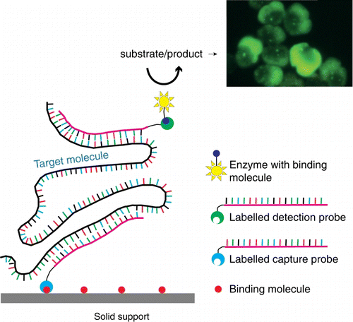 Figure 2  Schematic of sandwich hybridisation array (SHA). SHA uses an oligonucleotide capture probe targeting a specific DNA/RNA target and one or more signal probes, which attach to the bound region, forming a ‘sandwich’. The presence of target DNA/RNA in the sample is represented colorimetrically, fluorescently or chemiluminescently.