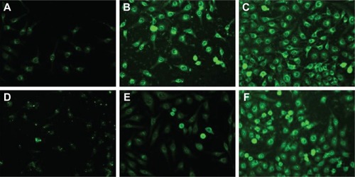 Figure 4 Fluorescence image observations.Notes: Fluorescence image observations of the FITC-labeled (CSO-PEI/siRNA)HA incubated with the IK cells for 1 (A), 2 (B), and 8 hours (C) and CSO-PEI/siRNA incubated with the IK cells for 1 (D), 2 (E), and 8 hours (F). ×200 magnification.Abbreviations: FITC, fluorescein isothiocyanate; (CSO-PEI/siRNA)HA, polyethylenimine-grafted chitosan oligosaccharide with hyaluronic acid and small interfering RNA; IK, Ishikawa.