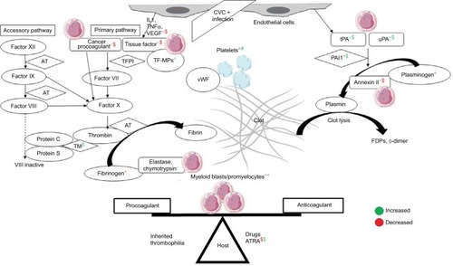 Figure 2 Pathophysiology of disseminated intravascular coagulation in APML and the role of ATRA in counteracting it.