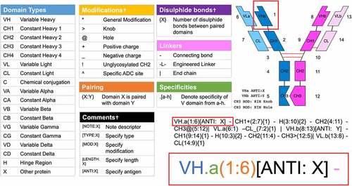 Figure 1. AbML Guidesheet explaining the properties of the language. All possible domain types, modifications, connectors and comment types as well as how to notate pairings and disulfide bonds are given in a color-coded fashion relating to the example antibody domain highlighted in red. The antibody schematic was rendered with abYdraw and numbers represent the numbering of each domain given in the AbML and labeled on the schematic. A dagger in table headings indicates optional information that may be omitted from domain information.