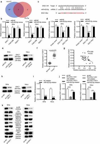 Figure 4. MiR-423-5p targets ENC1 and ENC1 knockdown prohibits the MEK/ERK signaling in CC. (a) Venn diagram displays 3 mRNAs which might be downstream targets of miR-423-5p. (b) RT-qPCR of mRNA expression in miR-423-5p-overexpressed CC cells. (c) The predicted binding site of ENC1 on miR-423-5p. (d) The binding ability between ENC1 and miR-423-5p validated by luciferase reporter assay. (e) Western blot of the protein level of ENC1 in miR-423-5p-overexpressed CC cells. (f) RT-qPCR of ENC1 expression in CC tissues. (g) Correlation between ENC1 and miR-423-5p expression in CC tissues. (h) Western blot of the protein level of ENC1 in LOXL1-AS1-silenced CC cells. (i) RT-qPCR was conducted to estimate the knockdown efficiency of miR-423-5p inhibitor. ((j) RT-qPCR of ENC1 expression in the control group, the sh-LOXL1-AS1+ NC inhibitor group and the sh-LOXL1-AS1+ miR-423-5p inhibitor group. (k) Western blotting of the phosphorylation levels of MEK1/2, ERK1/2, JNK and p38 in CC cells. **P < 0.01, ***P < 0.001.