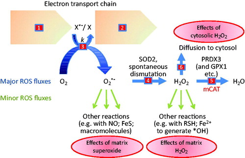 Figure 1. Pathways of mitochondrial superoxide and hydrogen peroxide production and removal. X*− is the reduced form of one of eleven redox centers (X) in the mitochondrial electron transport chain and associated substrate dehydrogenases; ‘*-’ denotes the species that reacts with O2, usually its single-electron reduced form, such as a semiquinone in complex I or complex III. Reactions 1-6 are discussed in the text. SOD2: superoxide dismutase-2; PRDX3: peroxiredoxin-3; GPX1: glutathione peroxidase-1; mCAT: catalase expressed transgenically in the mitochondrial matrix; *OH: hydroxyl radical (see color version of this figure at www.tandfonline.com/ibmg).