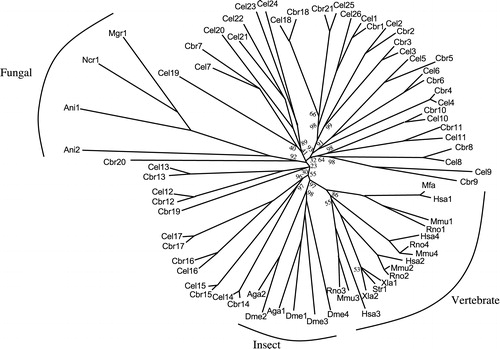 Figure 3. Phylogenetic tree for the eukaryotic bestrophin homologues. The CLUSTAL X program (Jeanmougin et al. [Citation1998]; Thompson et al. [Citation1997]) was used to generate the multiple alignment (Figure S1 on our website) upon which the tree (drawn using the TreeView program; Page, [Citation1996]) was based. Abbreviations of the proteins are as indicated in Table I. Bootstrap values (percentage) from one thousand replications are presented at the nodes. Nodes where no values are indicated have a bootstrap value of 100%.