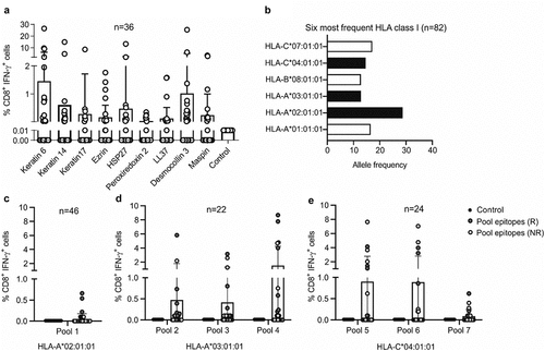 Figure 1. Screening of predicted CD8 epitopes in ICI-treated patients with NSCLC. (a) NSCLC antigens were predicted using a novel approach of tissue profiling and bioinformaticsCitation6 and used to stimulate PBMC cultures of ICI-treated patients with NSCLC (n = 36). The frequency of CD8+ IFN-γ+ T cells among total CD8+ T cells was detected as a measure of T cell activation for each stimulation. These frequencies were compared to the background frequency of CD8+ IFN-γ+ cells in medium-only negative control cultures (Kruskal Wallis test; keratin 6, p = .70; keratin 14, p = .02; keratin 17, p = .002; ezrin, p = .05; HSP27, p = .01; peroxiredoxin 2, p = .0004; LL37, p = .01; desmocollin 3, p = .72; maspin, p = .01). (b) HLA class I typing of the patient cohort was carried out to identify the most frequent HLA class I alleles. The alleles shown in black bars were selected for further analysis. (c-e) An initial screen was carried out by pooling the predicted CD8 epitopes into seven different peptide pools. Pool 1 contained epitopes predicted for HLA-A 02:01 (c), pools 2–4 contained epitopes for the nine antigens predicted for HLA-A 03:01 (d) and pools 5–7 contained epitopes predicted for HLA-C 04:01 (e). Responders (r) are shown in red and non-responders (NR) in white. Pool 1 contained epitopes from all predicted antigens; pools 2 and 5 contained epitopes from keratin 6, keratin 17 and keratin 14; pools 3 and 6 contained epitopes from LL37, ezrin and HSP27; pools 4 and 7 contained epitopes from desmocollin 3, maspin and peroxiredoxin 2. The frequency of CD8+ IFN-γ+ T cells among total CD8+ T cells was detected as a measure of T cell activation for each stimulation. These frequencies were compared to the background frequency of CD8+ IFN-γ+ cells in medium-only negative control cultures