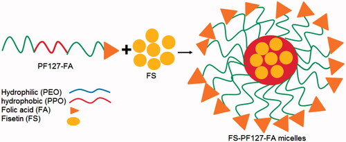 Figure 6. Schematic representation of FS-PF-FA micelles (fisetin loaded folate-conjugated pluronic127 micelles).