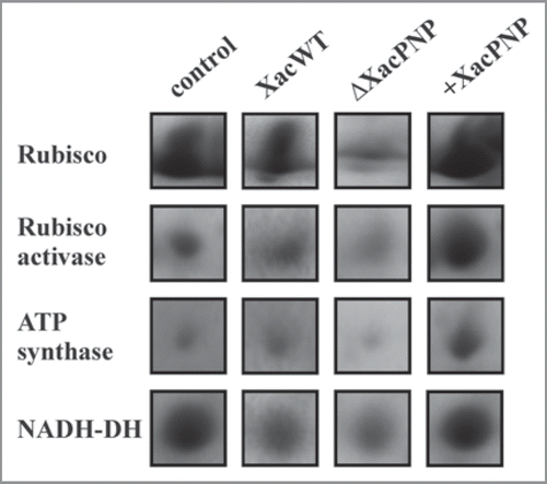 Figure 1 Changes in photosynthetic proteins during bacterial infections and XacPNP treatment. Protein spots from 2-DE SDS-PAGE of proteins from citrus leaves stained with Coomassie blue. Citrus leaves were infiltrated with XacWT, ΔXacPNP (107 CFU/ml) and 5 µM XacPNP pure protein (+XacPNP). After 3 days of bacterial infections or 30 minutes after infiltration with recombinant protein, total plant proteins were extracted and subjected to the proteomics analysis. As control, citrus leaves were infiltrated with Tris 50 mM.