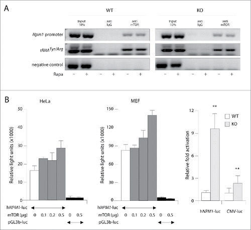 Figure 3. mTOR binding and activation of Npm1 promoter. (A) Endogenous mTOR is associated with Npm1 promoter region in a rapamycin-independent manner. ChIP assays were conducted using a mTOR antibody in WT and Pten KO MEFs in the absence or the presence of 20 nM rapamycin for 4 hours. Binding of mTOR to Npm1 promoter and Pol-III transcribed tRNAArg/Tyr were determined with PCR primer sets described in Material and Methods. Rabbit IgG were used as negative control. (B) Npm1 is a transcriptional target of mTOR. HeLa (left) and MEF (middle) cell lines were co-transfected for 48 hours with 200 ng of hNPM1-luc plasmid encoding the luciferase under the control of the human NPM1 promoter region and increasing amounts of a pCMV-Flag mTOR vector (100, 200 and 500 ng). The luciferase activity measured in WT MEF cells transfected with hNPM1-luc or CMV-luc was normalized to 1 and a relative fold-induced luciferase activity was then calculated for Pten KO MEFs in the same experimental conditions (right). Error bars represent ± SEM (n = 3; asterisk, p < 0.05; two asterisks, p < 0.01; three asterisks, p < 0.001).