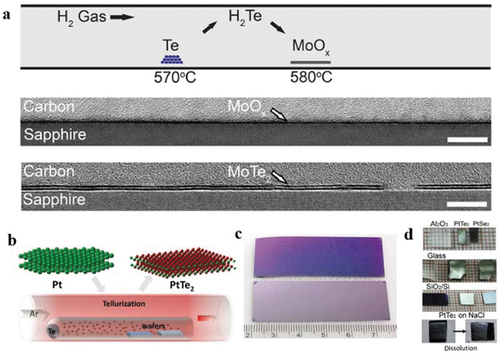 Figure 2. CVD growth of MoTe2 and PtTe2 by tellurizing corresponding metal films. (a). Top is a two-zone furnace growth schematic. Middle and bottom are TEM cross-section images of a 14-cycle MoOx film and converted MoTe2 film, respectively. Reproduced from [Citation62]. (b). Schematic of the CVD process with a half-open quartz tube. Reproduced from [Citation67]. (c). The photograph of wafer-scale PtTe2 films with different thicknesses of ≈ 5 nm (top) and ≈ 10 nm (bottom). Reproduced from [Citation67]. (d). Photo image of PtTe2 films on different substrates. Reproduced from [Citation68].