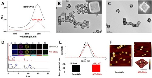 Figure 1 Morphology, characterization, and surface modification of AFP-GNCs. (A) the UV-Vis spectra comparison of AFP-GNCs before and after surface modification. (B) and (C) the TEM photographs of bare GNCs and AFP-GNCs, respectively. (D) Energy dispersive spectra (EDS) of AFP-GNCs (red line) and bare GNCs (black line). The inset plots are the element mapping images of AFP-GNCs and bare GNCs. (E) Hydrodynamic diameters and zeta potentials of AFP-GNCs (red) and bare GNCs (black). (F) Atom force microscopy (AFM) characterization of AFP-GNCs and bare GNCs.Abbreviations: GNCs, gold nanocages; GNPs, gold nanoparticles; AFP, alpha-fetoprotein.