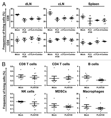 Figure 3. Reduced tumor immune cell frequencies upon selective BRAF inhibition depends on the presence of the BRAFV600E mutation in tumor cells. (A) Tyr::CreERT2PTENF−/−BRAFF-V600E/+ mice received for at least 21 d a mock-treatment, PLX4720-treatment, anti-CTLA-4 mAb treatment (twice weekly for 6 weeks) or the combination of PLX4720 and CTLA-4 blockade treatment. Then the draining lymph node (dLN), contralateral lymph node (cLN) and spleen were removed directly following euthanasia and single cell suspensions were analyzed by use of flow cytometry as described for Figure 2A. (B) Nine week old male C57BL/6J mice were subcutaneously inoculated with 1x106 B16F10 cells in the shaven right flank. Four days after tumor inoculation mice were placed on PLX4720 or mock treatment and were subsequently sacrificed when tumors were at least 100 mm2 (500 mg) which was generally 10 to 21 d after tumor inoculation. The frequency of immune cells as a percentage of living cells in the tumor was assessed by flow cytometry as described for Figure 2A.