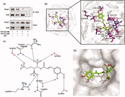 Figure 9. Interaction between Keap1 and caffeoylisocitric acid to activate Nrf2. (A) Co-immunoprecipitation assay for Nrf2. (B)-(D) Molecular docking for Kelch domain and caffeoylisocitric acid.