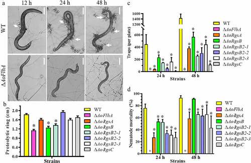 Figure 5. Comparison of trap formation, nematocidal activity, and proteolytic activity between the WT and ΔAoRgs mutants. A. Nematode-induced trap formation in the WT and ΔAoRgs mutants. The WT and ΔAoFlbA mutant were used as examples. Bar = 10 μm. White arrows indicate the traps. B. Comparison of extracellular proteolytic activity between the WT and ΔAoRgs mutants. The transparent zone produced due to the degradation of protein substrate in the plate. C. The number of traps produced by the WT and ΔAoRgs mutants induced by nematodes at 24 h and 48 h. D. The percentage of nematodes captured by the WT and ΔAoRgs mutants at 24 h and 48 h. Error bars: standard deviation, asterisks: significant differences between the ΔAoRgs mutants and the WT strain (Tukey’s HSD, P < 0.05)