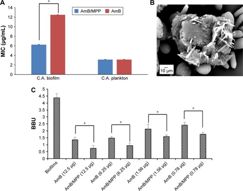 Figure 8 (A) MIC values of AmB/MPP and AmB; (B) observation of Candida albicans mature biofilms under SEM; (C) C. albicans BBU, concentrations of drugs were μg/mL.Notes: *Statistical difference at P,0.05. All data represent the mean ± SD (n=6).Abbreviations: MIC, minimum inhibitory concentration; AmB, amphotericin B; MPP, monomethoxy poly(ethylene glycol)-poly(epsilon-caprolactone)-graft-polyethylenimine; SEM, scanning electron microscope; BBU, biofilm biomass unit; SD, standard deviation; C.A., Candida albicans.