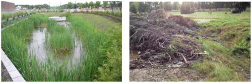 Figure 4. Constructed stormwater wetlands maintenance needs, from left to right: Typha monoculture establishment, harvested plants with excavated underlying soil.