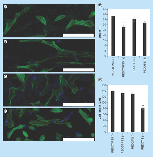 Figure 4.  Analysis of the morphology of human dermal fibroblasts on various surfaces with optional electrical stimulation (applied in line with the dipping direction and horizontally relative to the images presented).(A) PEDOT-PSS-based multilayer films without electrical stimulation, PEDOT-PSS(-). (B) PEDOT-PSS-based multilayer films with electrical stimulation, PEDOT-PSS(+). (C) PEDOT-S-based multilayer films without electrical stimulation, PEDOT-S(-). (D) PEDOT-S-based multilayer films with electrical stimulation PEDOT-S(+). DAPI-stained nuclei are blue and Alexa Fluor® 488-stained actin is green. Scale bars represent 200 µm. (E) Assessment of cell alignment. (F) Assessment of cell length. Error bars represent standard errors of the mean (n = 150 or more).*p ≤ 0.01, **p < 0.001.