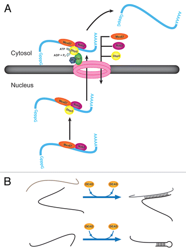 Figure 6 Additional activities of DEAD-box proteins in promoting RNA rearrangements and RNP remodeling. (A) Dbp5p facilitates transport of mRNA from the nucleus to the cytosol. The role of Dbp5p is thought to include removal of the nuclear export factor Mex67p and the nuclear RNA-binding protein Nab2p. Upon protein removal, the mRNA is blocked from re-entering the nucleus. (B) Strand annealing capabilities of DEAD-box proteins. DEAD-box proteins have been shown to accelerate intermolecular duplex formation by two strands of RNA in solution without a requirement for ATP (top). It is possible that this activity is important for intramolecular RNA folding by facilitating formation of local or long-range secondary structure (bottom).