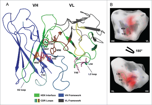 Figure 5. Cartoon of mAb-C homology model depicting location of mutated VH and VL residues. The HDX-identified binding interface (green) includes VH FR2, a segment of CDR H2, CDR L2, and a segment of VL FR2 and FR3. (A) H35 (magenta) is positioned at the VH/VL interface beneath adjacent aromatic side chains, whereas W50 (orange), Y49 (pink), and L54 (purple) are exposed. Mutation of H35 to a small, non-polar, amino acid (e.g., alanine) may create a cavity that allows W50 or other nearby hydrophobic residues to become more buried into the cleft between the VH/VL interface. VH and VL framework are in blue and gray, respectively. CDRs excluded from the HDX interface are labeled cyan (H1), light blue (H3), yellow (L1), and brown (L3). (B) Aggregation surface analysis of mAb-C Fv. Aggregation prone regions of the surface are depicted in red. A predicted aggregation patch composed of W50 and Y33 is located on the VH (top image, green oval). On the VL, Y49 and L54 compose an aggregation surface (bottom image, green oval).