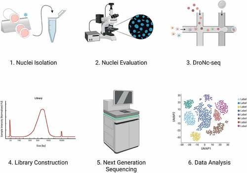Figure 1. Experimental workflow. 1) Nuclei isolation through tissue dissection by sectioning and incubation in IgePal lysis buffer. 2) Evaluation of DAPI-stained nuclei using fluorescence microscopy. 3) Nuclei encapsulation using DroNc-seq. 4) Construction of libraries. 5) Next-generation sequencing of libraries. 6) Data analysis. Created with BioRender.Com.