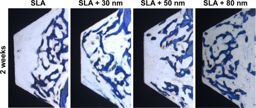 Figure 13 Optical micrographs obtained at 40× original magnification of the four different groups after 2 weeks of implantation time.Notes: The healing chambers were partially filled with woven bone, especially in the SLA + 80 nm group, which had more new woven bone that was observed to be in close contact with the implant surface and was filling the healing chambers. In the SLA group, a small amount of new bone was observed to be in contact with the implant surface and was filling the healing chambers; toluidine blue stain.Abbreviation: SLA, sandblasting with large grit and acid etching.