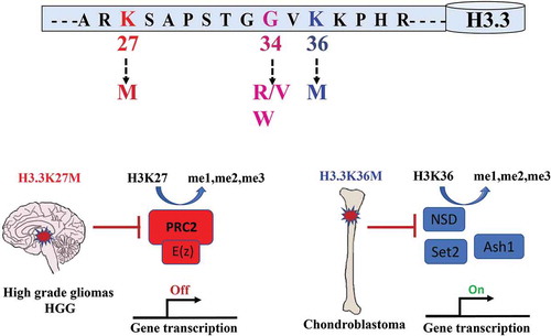 Figure 2. Oncogenic mutations in Histone H3.3 affect its post-translational modification