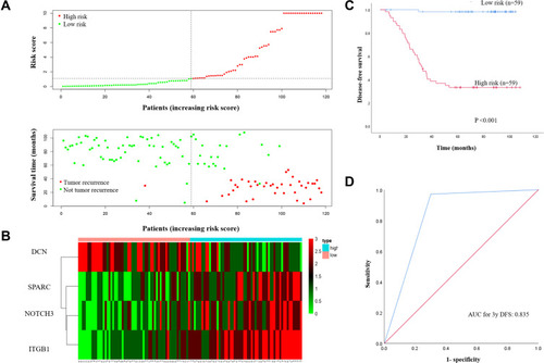 Figure 6 (A) The 4-gene-based risk score distribution, patient survival status; (B) Heatmap of the 4-gene expression profiles in the high-risk and low-risk subgroups for the training set. (C) Kaplan-Meier analysis of patients’ DFS in the high-risk (n = 59) and low-risk (n = 59) subgroups of the training set; (D) ROC analysis of the risk score for prediction the DFS of the training set.Abbreviations: DFS, disease-free survival; ROC, receiver operating characteristic.