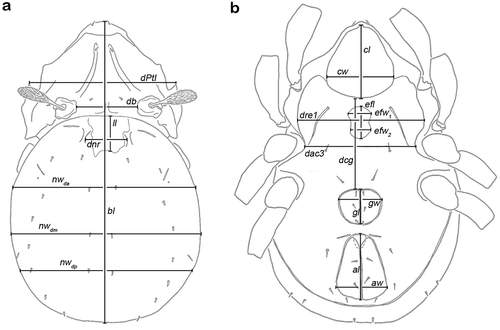 Figure 2. Graphic illustration of measured continuous variables shown on simplified drawings of Thalassozetes barbara. (a) Dorsal aspect: bl – body length, dPtI – distance between pedotecta I, db – distance between bothridia, ll – lenticulus length, dnr – distance notogastral ridges, nwda – notogastral width on level of seta da, nwdm – notogastral width on level of seta dm, nwdp – notogastral width on level of seta dp. (b) Ventral aspect: cl – camerostome length, cw – camerostome width, dre1 – distance between ridges on epimeron 1, efl – epimeral fovea length, efw1 – epimeral fovea width anterior part, efw2 – epimeral fovea width posterior part, dcg – distance between camerostome and genital orifice, dac3 – distance between acetabula 3, gl – genital orifice length, gw – genital orifice width, al – anal opening length, aw – anal opening width.